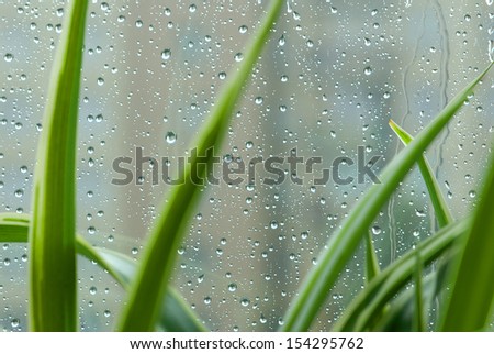 Raindrops on the window and green leaves