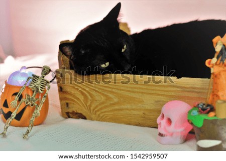 Black cat relaxed in wooden box on halloween