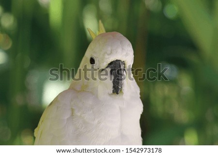 White cockatoo (kakadu) with yellow tuft sitting on a branch in the wild. Tropical bird.