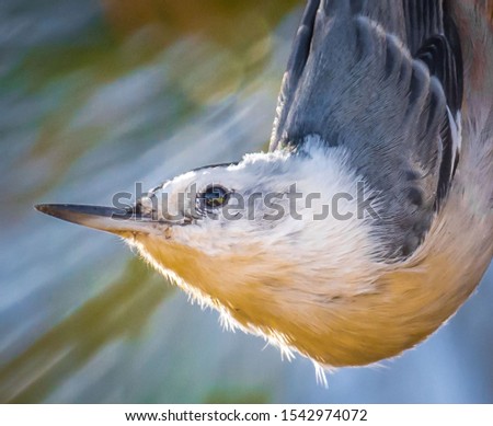 Nuthatch bird perched in tree, close up