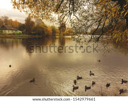 Beautiful nature of the Nelidovo district, Tver region, autumn. Ducks are floating on the river