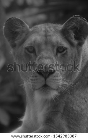 
Black and white image of a lioness with open eyes in close up view.
profile pic