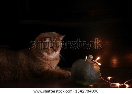 Magical picture of a british cat and fairy pumpkin