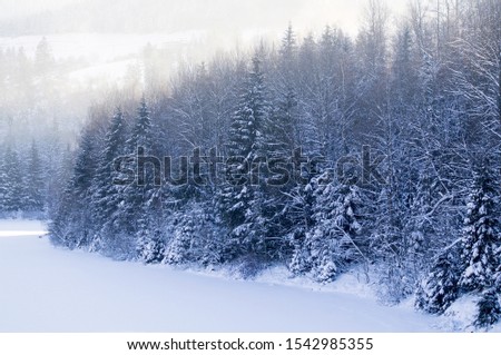 snow-covered spruces in the mountains on a winter day