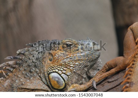 Closeup photography of an iguana