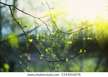 Closeup of birch bud leaves in spring in the forest. Royalty-Free Stock Photo #1543016078