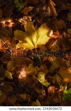Colourful wet Autumn leaves overview on forest floor