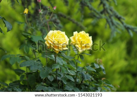 One yellow rose on green ground