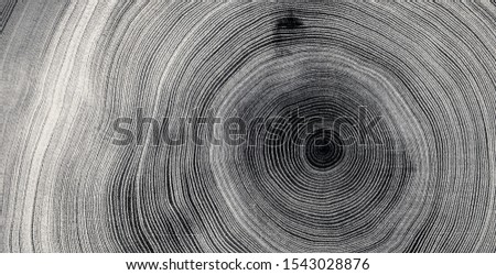 Old wooden tree cut surface. Detailed black and white texture of a felled tree trunk or stump. Rough organic tree rings with close up of end grain. Royalty-Free Stock Photo #1543028876
