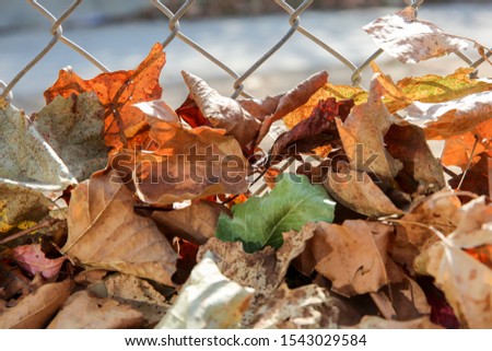 Background Images  of Fall Leaves