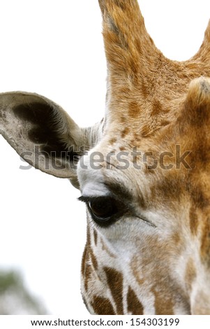 Close up of half a giraffe head and horn, with focus on the eye