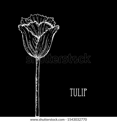 Decorative hand drawn tulip flower, design element. Can be used for cards, invitations, banners, posters, print design. Floral background in line art style