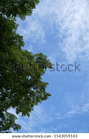 Looking up at tree with sky and cloud as a background in the morning, pictured from Space for text in template