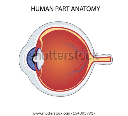 eyeball, human part anatomy for medical  educational illustration