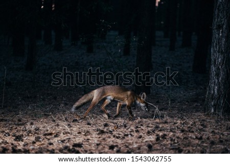 fox in the woods among the trees. wild animal in the wild in evening in forest glade