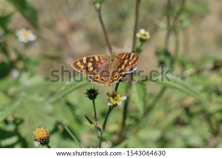 macro angle of a butterfly feeding on a bush
