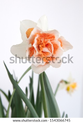 Narcissus Replete, Double-Flowered Daffodils, Narcissus flower on white background