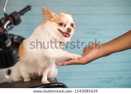 white brown color chihuahua dog sit on the motorcycle seat and a man hold out one's hand to make friend whit dog against blue backdrop.