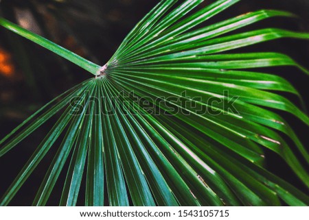 Tropical palm leaf dark green background. Close-up view Lines and textures of Green Palm leaves , for background and abstract.  Tropical palm leaf dark green background