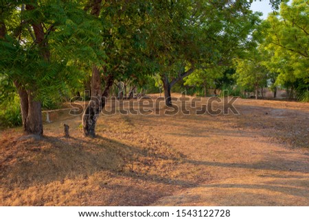 A garden with grassland that starts to dry out in summer, and trees in the morning with warm sunshine