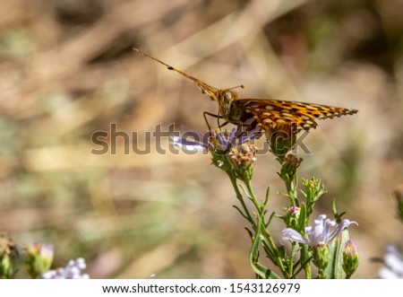 A painted lady butterfly perched on a blooming aster flower in a Wyoming forest.