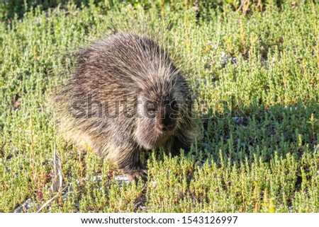 A porcupine on the Idaho prairie.  
