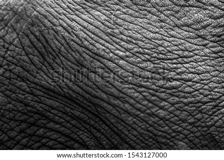 Gray Elephant Skin Texture Background