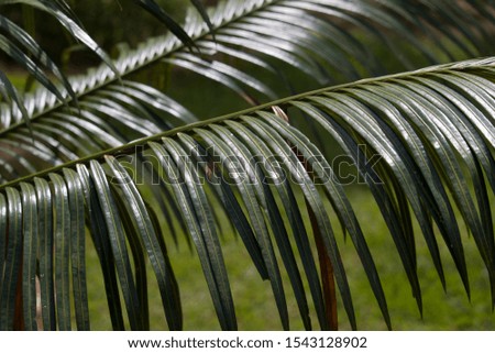 green leaves of palm trees - image