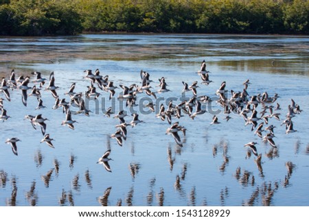 Flock of shorebirds taking flight in Ding Darling National Wildlife Refuge on Sanibel Island, Florida. Royalty-Free Stock Photo #1543128929