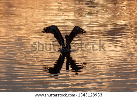 Pelicans silhouetted against golden light of sunset in Ding Darling National Wildlife Refuge on Sanibel Island, Florida. Royalty-Free Stock Photo #1543128953