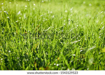 Closeup of fresh green grass on summer field or gadren next to house