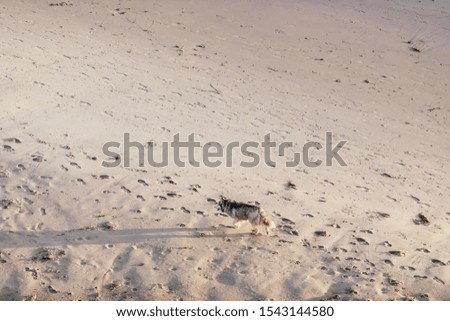 A white fox walking in the snow