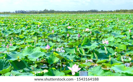 The lotus bloom in the field on a summer morning in the swamp. Flower symbolism of Buddhism