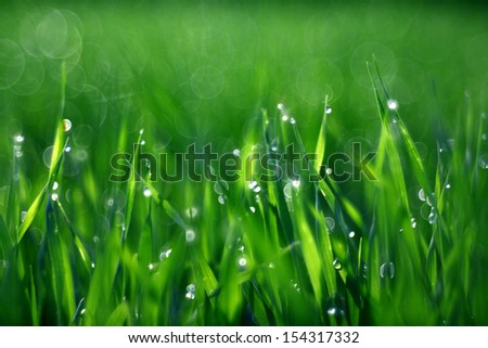 dew drops on blades of grass
