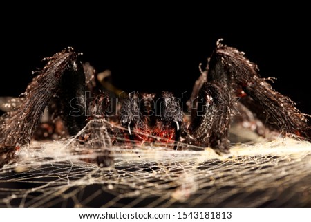 Big hairy tarantula with fangs hanging on spider web