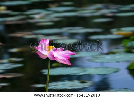 The lotus in the middle of a river like loneliness rises to cope with nature and exists