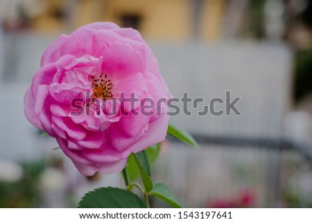 Pink rose flower in garden.Soft focus.