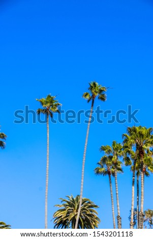 Palm trees at the Huntington in California.
