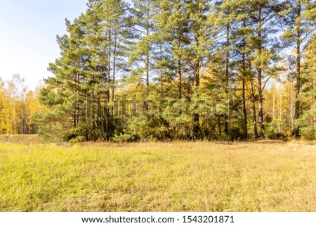 Beautiful autumn field and forest in the distance against the blue warm autumn sky in the sun - sunny nature landscape