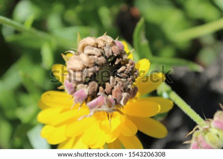 A calendula flower formed seeds for the next generation