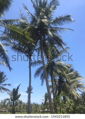 Photograph of the view of coconut trees in the garden