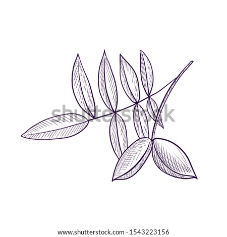 vector drawing branch of pecan tree, hand drawn illustration