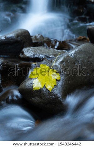 Long exposure photo. Yellow autumnal maple leaf lie at wet stones. Slow shutter speed photography of waterfall and water. Beautiful forest nature at autumnal season concept