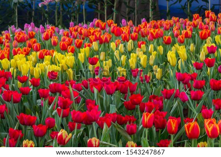 Soft Focus,The park that displays beautiful tulips is a tulip that has been cultivated by farmers in northern Thailand.
Red tulips mean stability in love. Honesty and love with all my heart