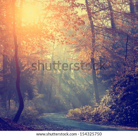 Vintage photo of autumn forest Royalty-Free Stock Photo #154325750