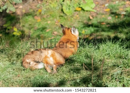 A red fox lying in the grass, seen from behind, waiting for a prey
