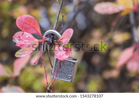 A padlock hanging on a tree branch with red leaves wet due to rain