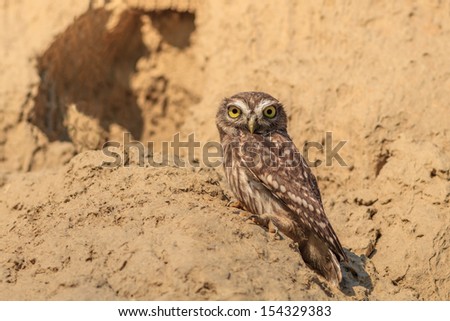 Burrowing Owl (Athene cunicularia) on the nest