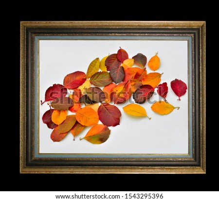 Composition from colorful bright autumn leaves isolated on white in old rectangular vintage wooden picture frame. Fall palette concept. Autumnal colors of nature - multicolored picture for design
