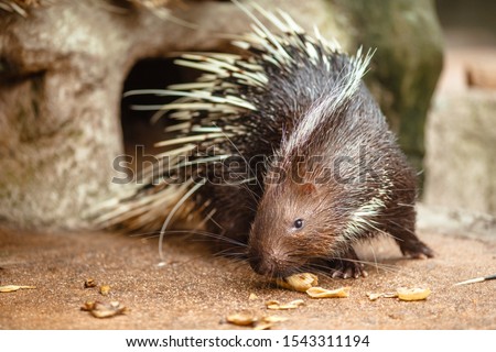 Portrait of cute porcupine. The Malayan porcupine or Himalayan porcupine (Hystrix brachyura) is a species of rodent in the family Hystricidae.